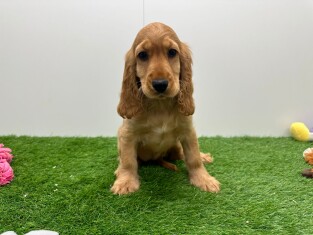 English Cocker Spaniel female Puppy for sale 005795236