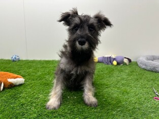 Miniature Schnauzer female Puppy for sale 005795262