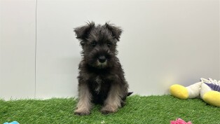 Dwergschnauzer teefje Puppy te koop 005795262