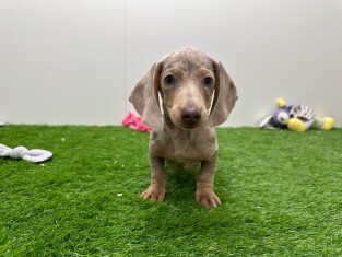 Teckel reu Puppy te koop 005795281