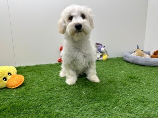 Maltipoo male Adolescent à vendre 005795285
