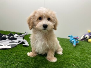 Maltipoo reu Puppy te koop 005795286