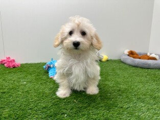 Maltipoo male Puppy for sale 005795287