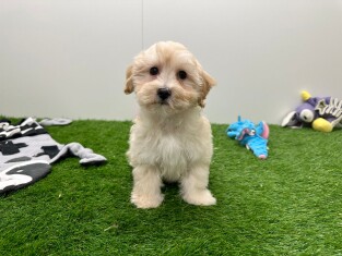 Maltipoo male Chiot à vendre 005795288