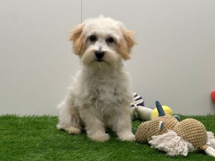Maltipoo reu 005795288