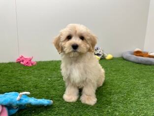 Maltipoo reu 005795290