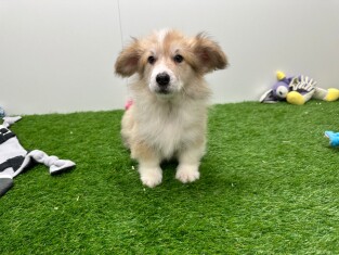 Welsh Corgi male 005795296