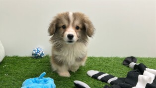 Welsh Corgi male Chiot à vendre 005795298