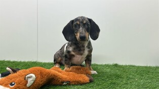 Teckel teefje Puppy te koop 005795303