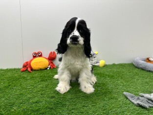 Amerikaanse Cocker Spaniel teefje 005795672