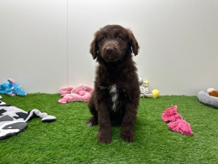 Bordoodle teefje 005795861