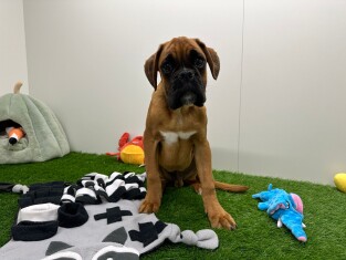 Boxer reu Puberpup te koop 005795963