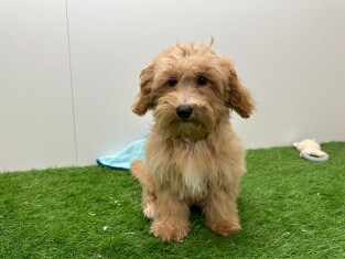 Maltipoo male Chiot à vendre 005843084