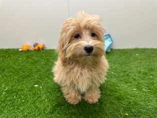 Maltipoo male Chiot à vendre 005843088