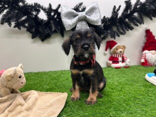 Crossbreed Miniature Schnauzer x Mix female Puppy for sale 006093263