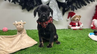 Crossbreed Miniature Schnauzer x Mix female Puppy for sale 006093293