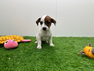 Jack Russell Terrier female Puppy for sale 006094833