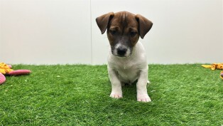 Jack Russell Terrier male Puppy for sale 006094945