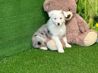 Australische Herder reu Puppy te koop 006125778