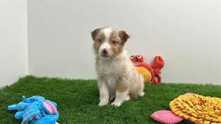Australian Shepherd female 006153586
