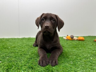 Labrador Retriever teefje Puppy te koop 006154485