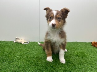 Australische Herder reu 006157793