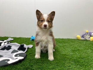 Australische Herder teefje 006158045