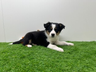 Croise Border Collie x Berger Australien femelle Chiot à vendre 006158503