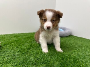 Australian Shepherd male 006158630