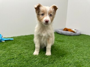 Australian Shepherd female 006158708