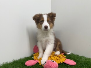 Australische Herder reu 006158765