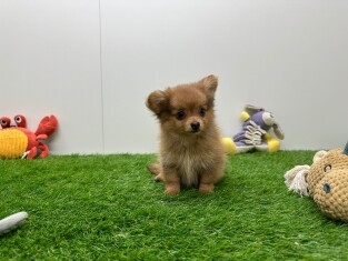 Crossbreed Dachshund x Pomeranian male Puppy for sale 006184737