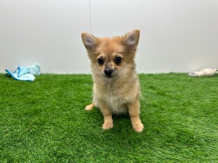 PomChi teefje Puppy te koop 006184769