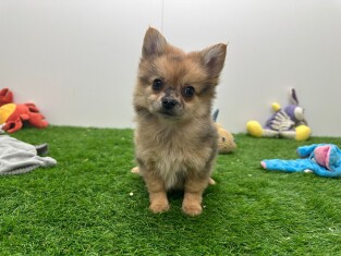 PomChi femelle Chiot à vendre 006184769