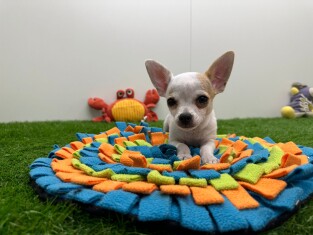 Chihuahua male Chiot à vendre 006201432