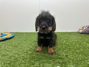 Teckel reu Wildkleur - PUP-ID 006244588 | Dierenhof Debrabandere