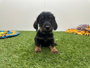 Teckel male Chiot à vendre 006266168