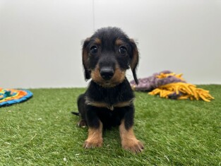 Teckel femelle Chiot à vendre 006266257