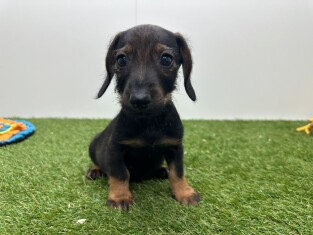 Teckel teefje Wildkleur - PUP-ID 006266283 | Dierenhof Debrabandere