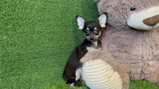 Chihuahua male Chiot à vendre 006340665