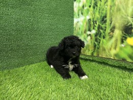 Aussiedoodle male Puppy for sale 006340713