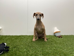 Italiaans Windhondje teefje Isabel - PUP-ID 006591041 | Dierenhof Debrabandere
