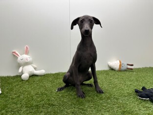 Italiaans Windhondje teefje Blauwgrijs - PUP-ID 006591044 | Dierenhof Debrabandere