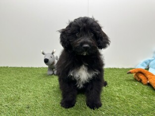Bordoodle male 006591085