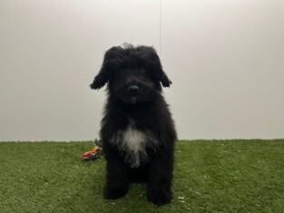 Bordoodle male Adolescent Puppy for sale 006591085