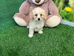 Maltipoo teefje Puppy te koop 006657556