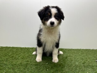 Australische Herder teefje 006983447