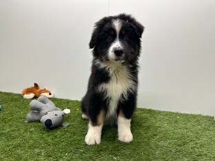 Australische Herder reu 006983448