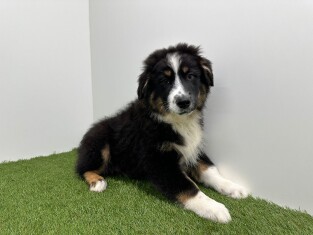 Australian Shepherd male 006983448