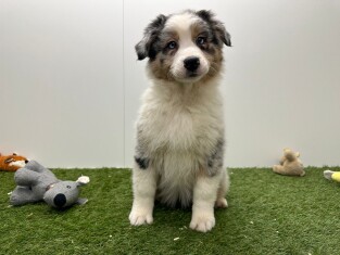 Australische Herder teefje 006983742